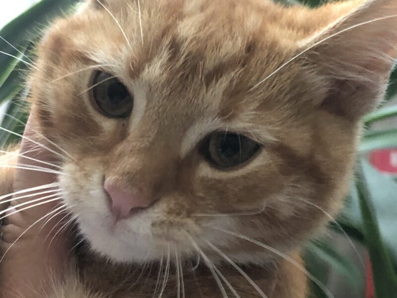 Zaginął młody kot Placek