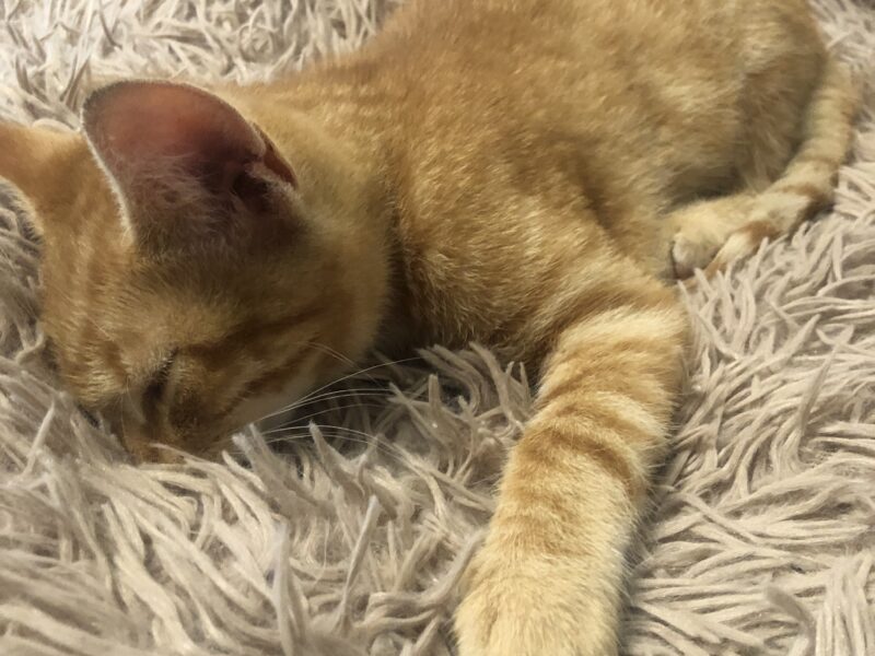 Zaginął młody kot Placek