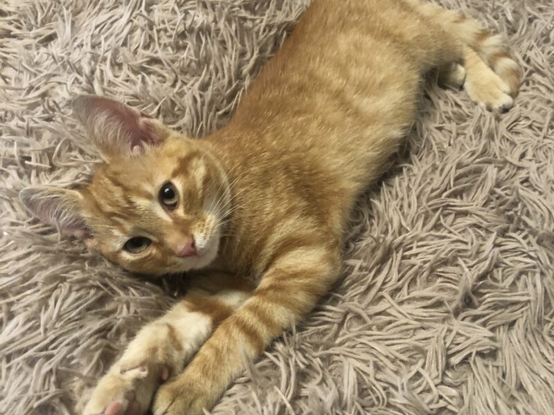 Zaginął młody kot Placek