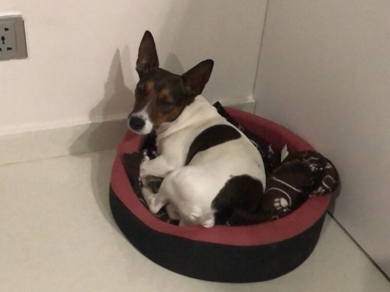 Zaginął Piesek Romeo