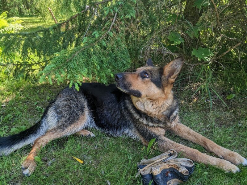 W miejscowości Sejny zaginął pies