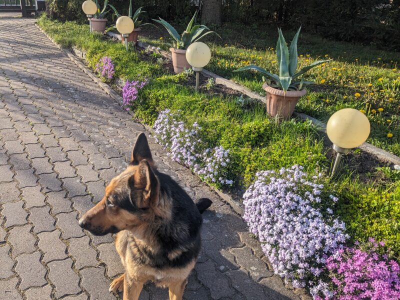 W miejscowości Sejny zaginął pies