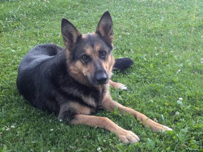 W miejscowości Sejny zaginął pies