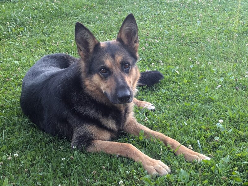 W miejscowości Sejny zaginął pies