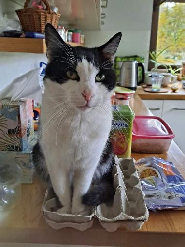 Zaginął kotek Filek