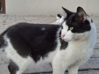 Zaginął kotek Filek