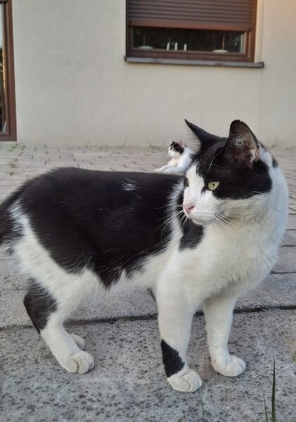 Zaginął kotek Filek