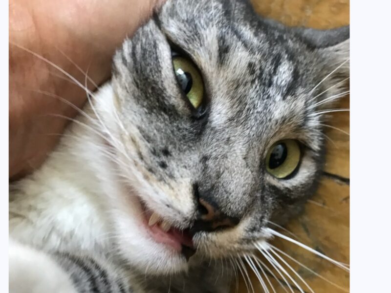 Zaginął kot Warszawa Żoliborz