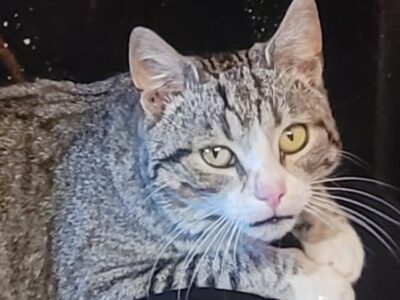 Szukamy kotka Pulpecika