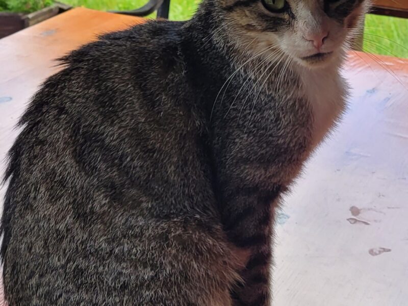 Szukamy kotka Pulpecika