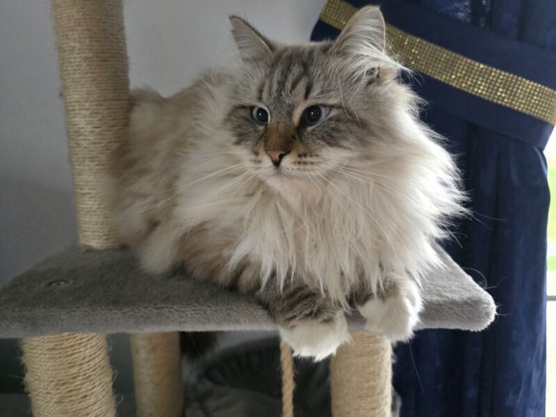 Zaginął kocurek Natan