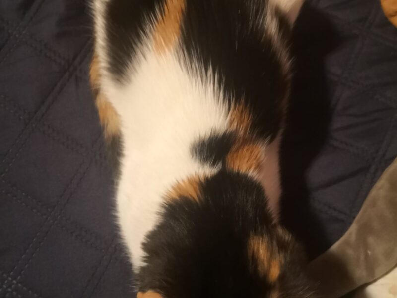 Zaginęła kotka Maślanka