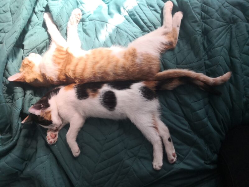 Zaginęła kotka Maślanka