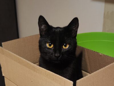 Zaginęła Czarna Kotka Zoja