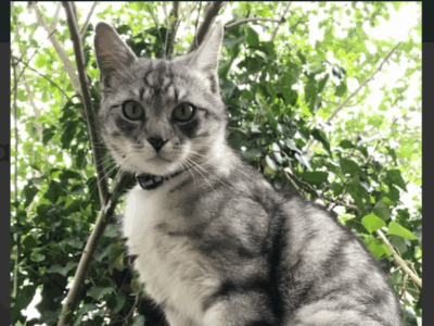 Zaginął kot Warszawa Żoliborz