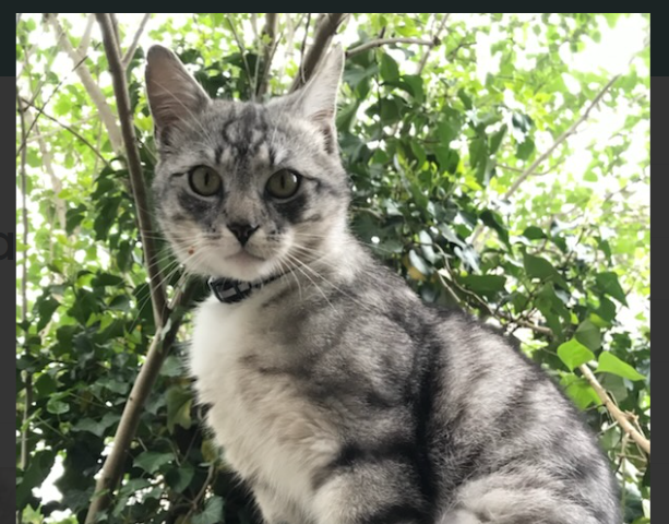 Zaginął kot Warszawa Żoliborz