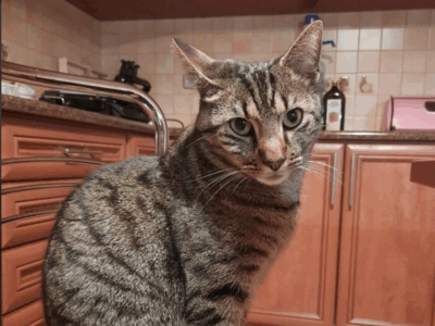 Zaginął kot Tygrys