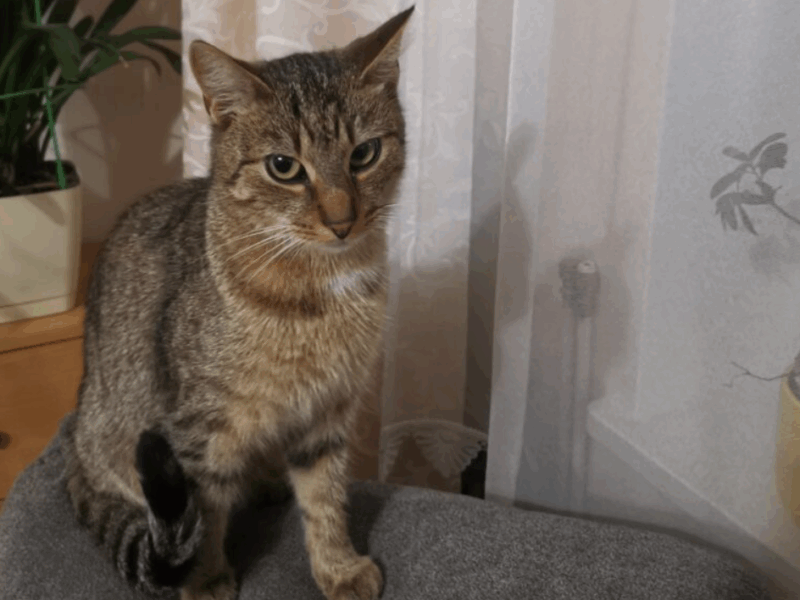 Zaginął kocurek Rudi