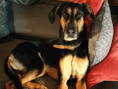 Zaginęła sunia Akela