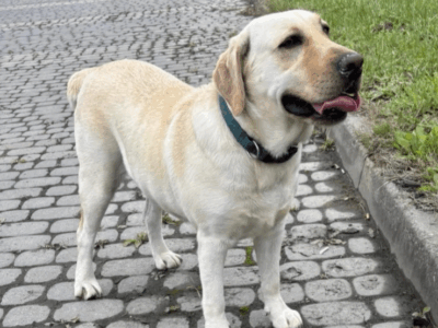 Zaginęła labradorka Boni