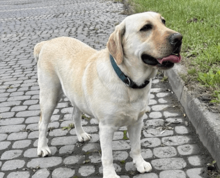 Zaginęła labradorka Boni