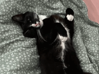 Zaginął kotek Pingus