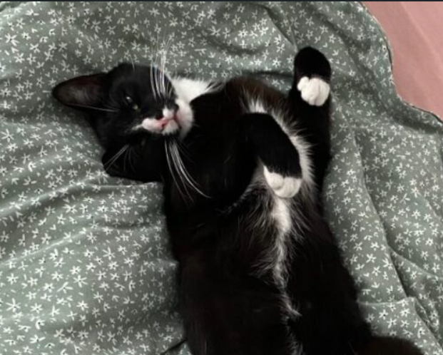 Zaginął kotek Pingus