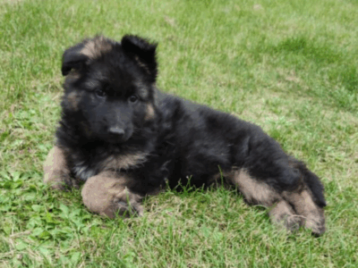 Zaginął szczeniak rasy Owczarek Niemiecki