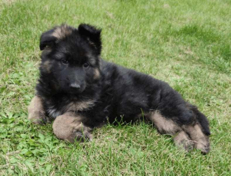 Zaginął szczeniak rasy Owczarek Niemiecki