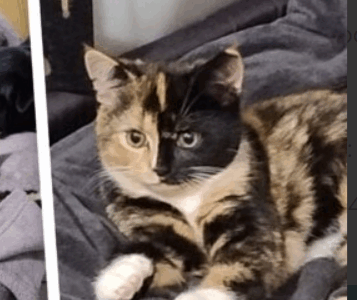 Zaginęła Kotka Kasia