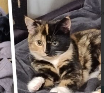 Zaginęła Kotka Kasia