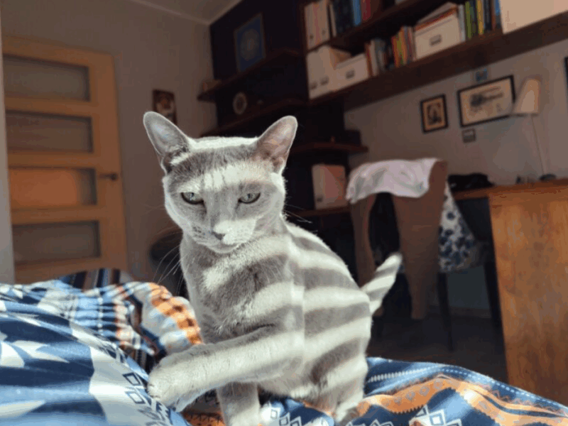 Zaginęła kotka Flora, Gliwice, Bałtycka