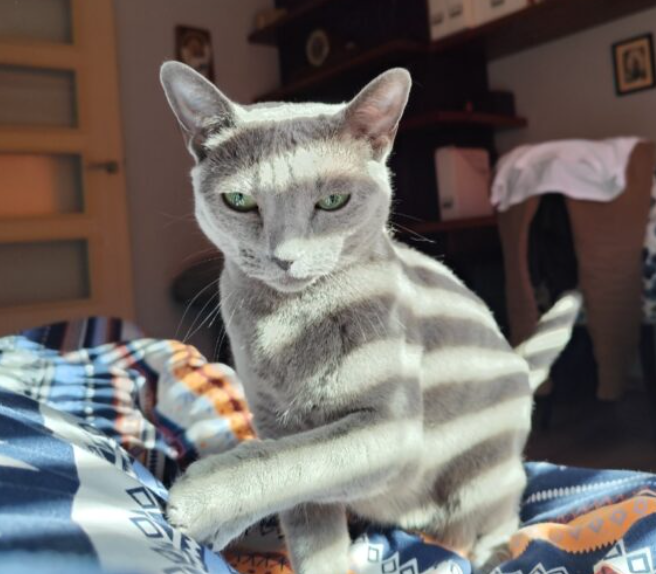 Zaginęła kotka Flora, Gliwice, Bałtycka