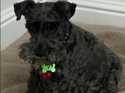 Zaginął piesek Sznaucer w Pilchowie/Szczecinie