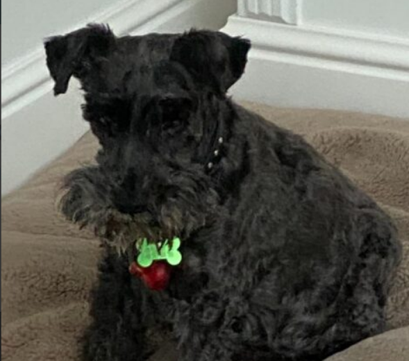 Zaginął piesek Sznaucer w Pilchowie/Szczecinie