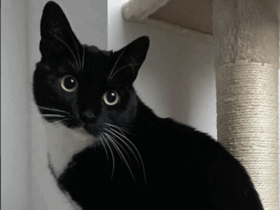 Zaginęła Kotka Nela