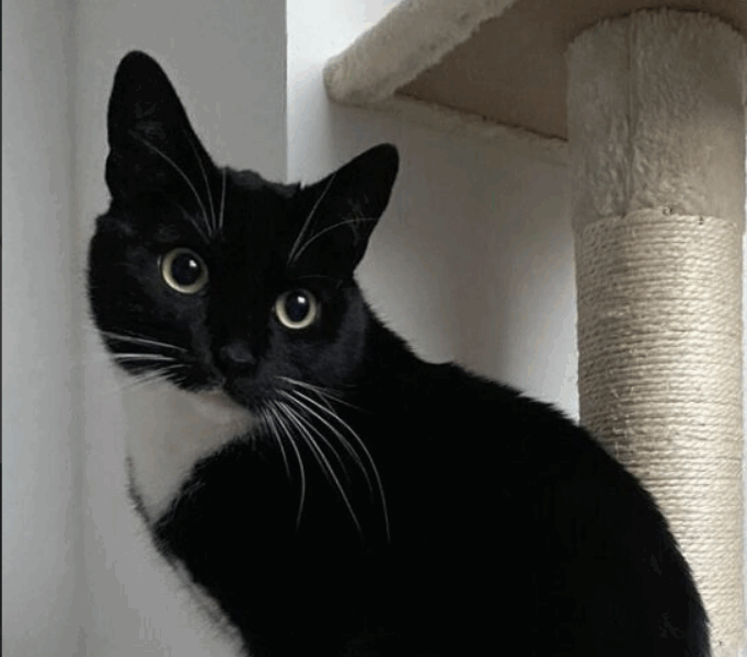 Zaginęła Kotka Nela