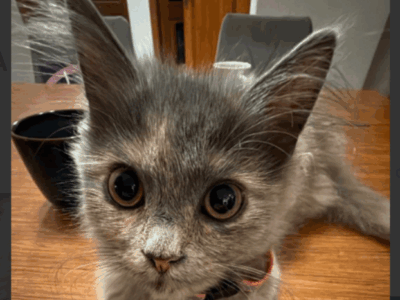 UWAGA ! ZAGINĘŁA KOTKA MiuMiu