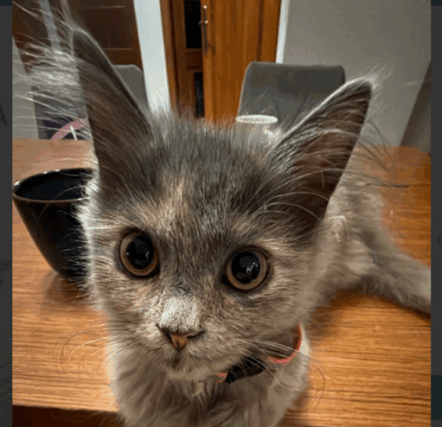 UWAGA ! ZAGINĘŁA KOTKA MiuMiu