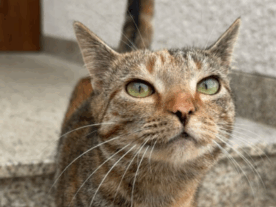 Zaginęła Kotka Brunia