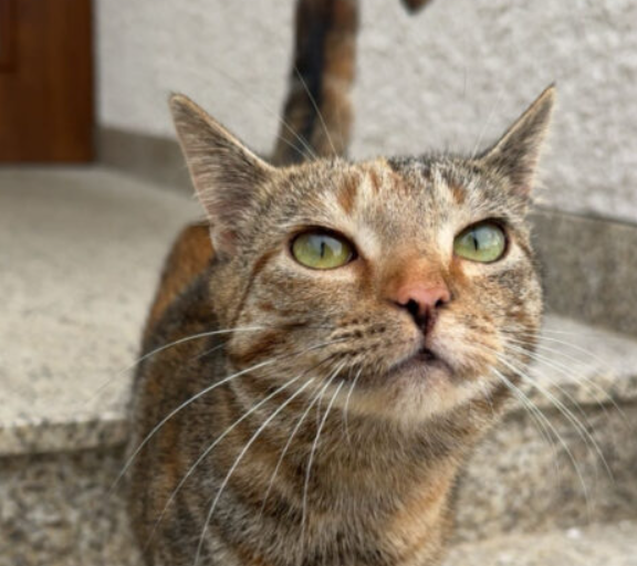 Zaginęła Kotka Brunia