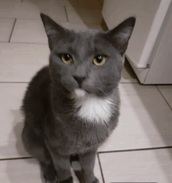 Zaginął kot Saszka