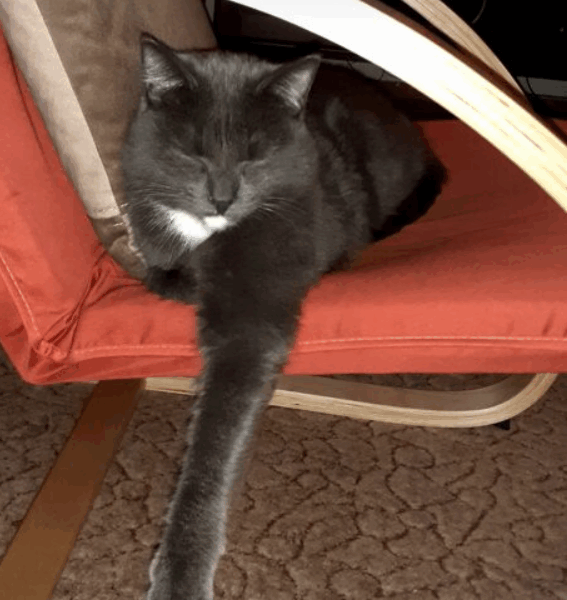 Zaginął kot Saszka