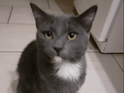 Zaginął kot Saszka