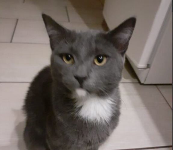 Zaginął kot Saszka