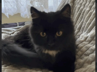 Zaginęła kotka Mia ! Nagroda !