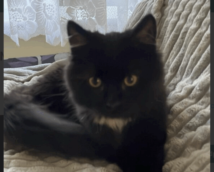 Zaginęła kotka Mia ! Nagroda !