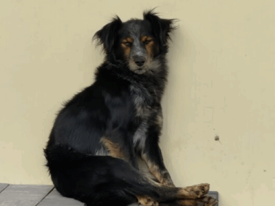 Zaginął pies Tofik