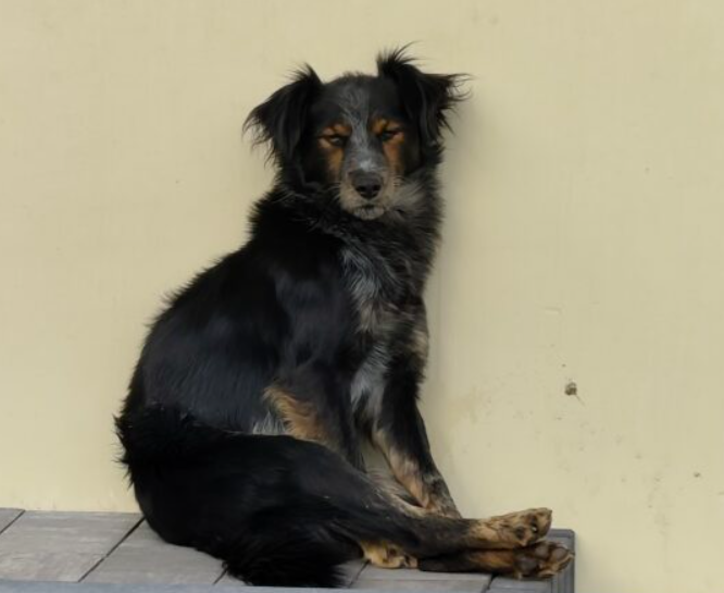 Zaginął pies Tofik