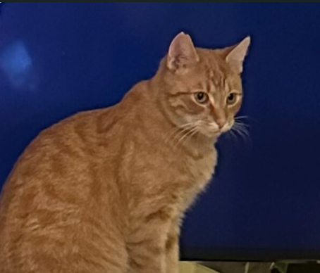 Zaginął kotek Rudi NAGRODA 500 PLN